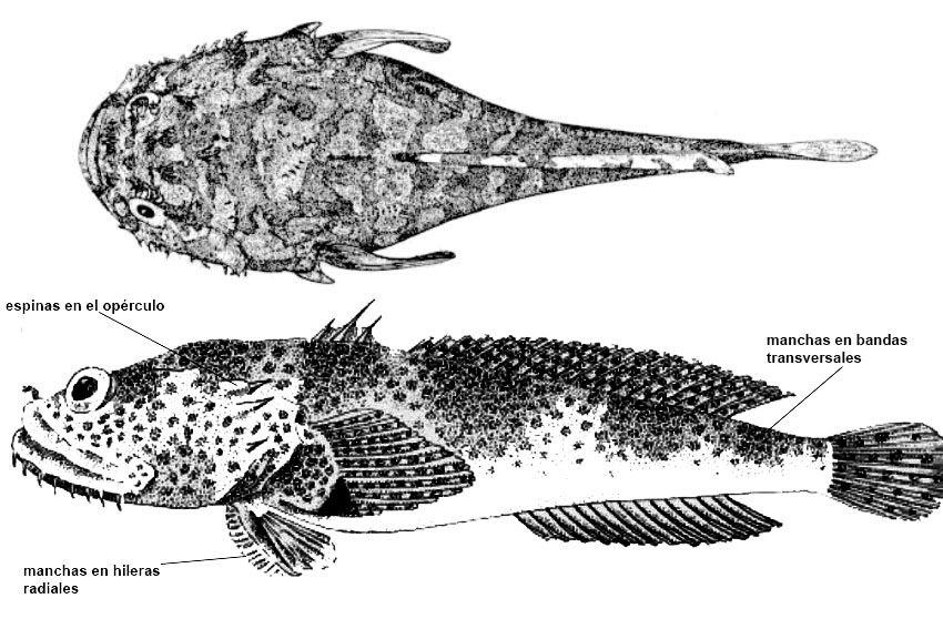 Halobatrachus didactylus_01_BIS